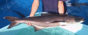 Aquaculture of pelagic fish, part 5