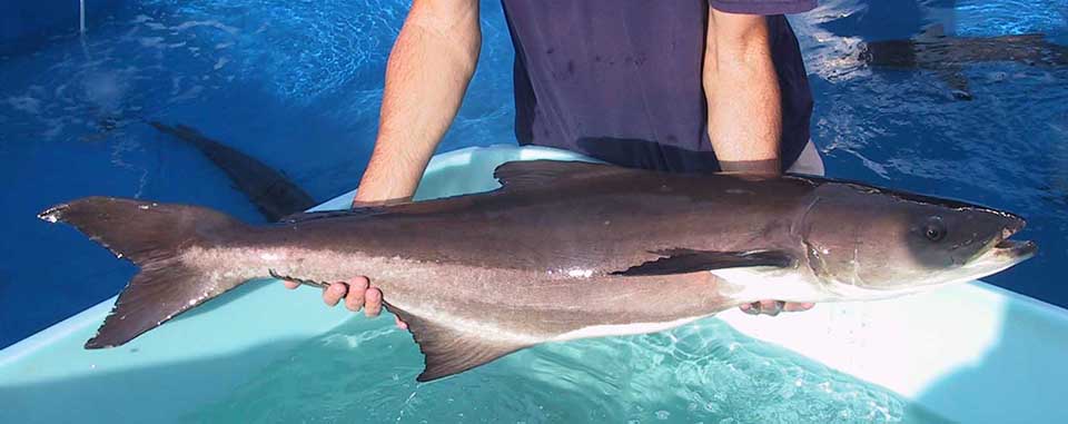 Article image for Aquaculture of pelagic fish, part 5