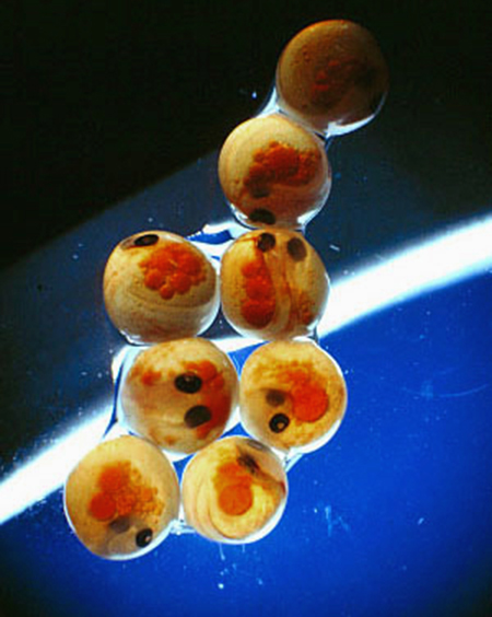 Article image for Selective breeding essential for further productivity, sustainability in aquaculture