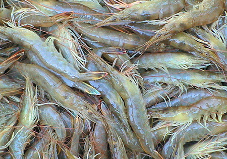Article image for Genetic advances with fleshy shrimp in China