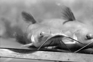 Catfish of tomorrow