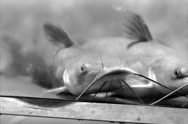 Article image for Catfish of tomorrow