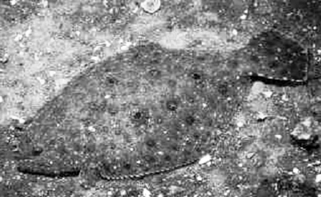 Article image for Dietary protein level and protein/energy ratios for optimum growth of olive flounders