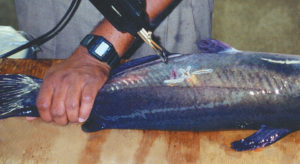 Effect of post-spawning feeding on reproduction in channel catfish