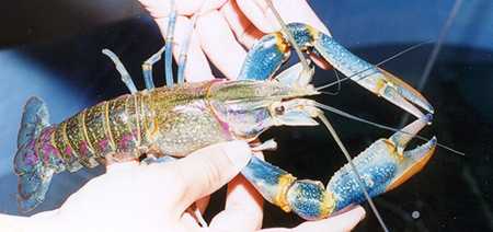 Article image for Effects of feed protein levels on redclaw production in Mexico