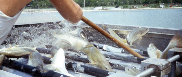Article image for Growth trials replace fishmeal in red drum diets