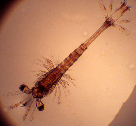 Article image for Pink shrimp hatchery production in Florida