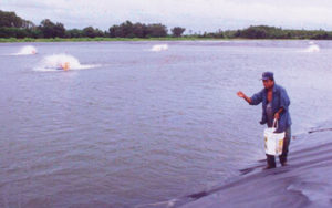 Feed study tests vegetable replacements for marine ingredients