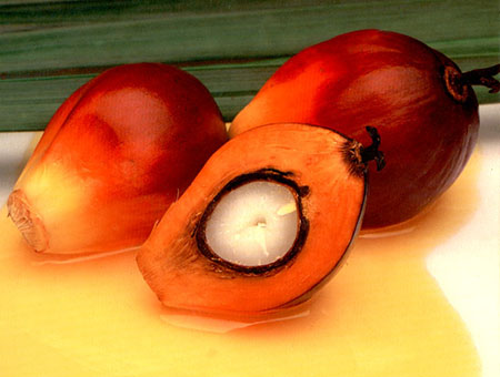 Article image for Palm oil: Alternative lipid source in aquaculture feeds