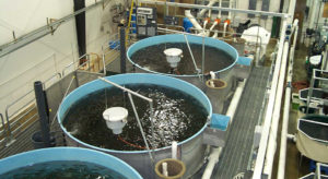 Biosecurity in intensive aquaculture: Don’t build without it