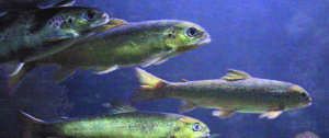 Norwegian smolt farms reflect higher productivity through intensification