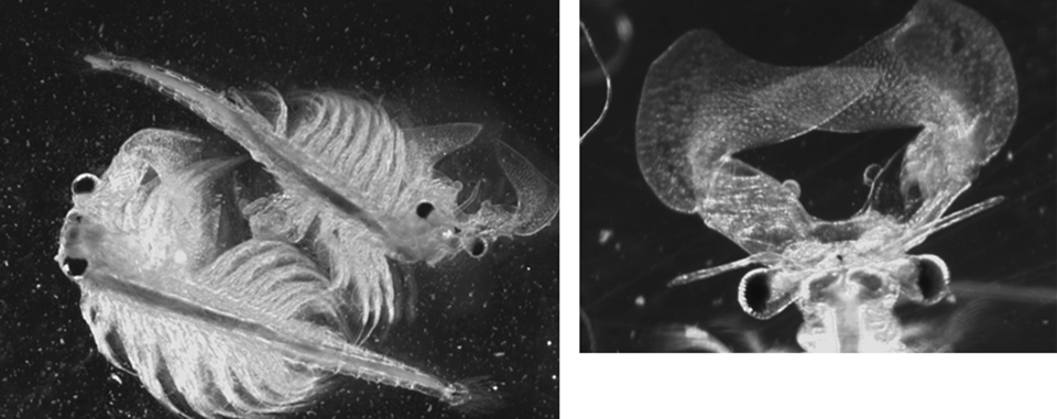 Article image for Bioencapsulated artemia show promise for therapeutant delivery to young fish