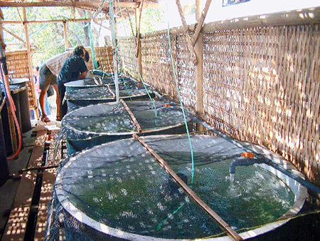 Article image for Cholesterol: Indispensable but not irreplaceable in shrimp feeds