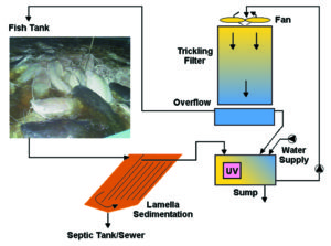 Netherlands farms tune recirculation systems to production of varied species