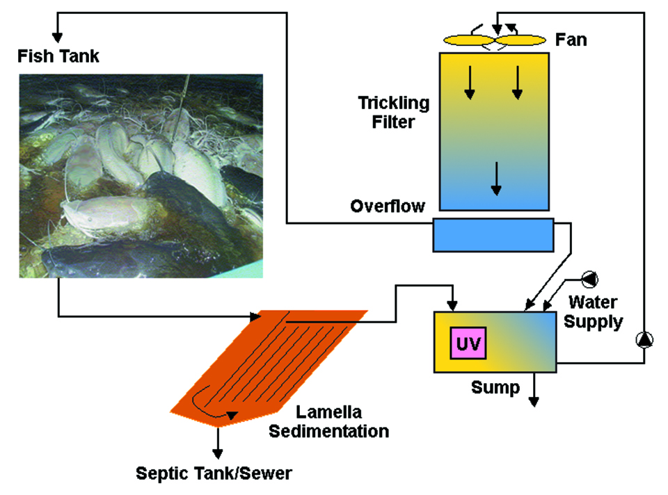 Article image for Netherlands farms tune recirculation systems to production of varied species