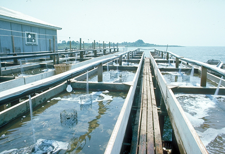 Article image for Water quality concerns may move up food chain