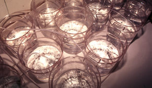 Determining ion concentrations for Litopenaeus vannamei culture in freshwater