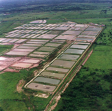 Article image for Inland shrimp farming in Ecuador