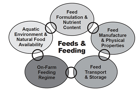 Article image for Shrimp feeds and management: Golden rules for success