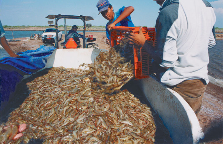 Article image for Partial harvesting: A smart strategy for shrimp farmers