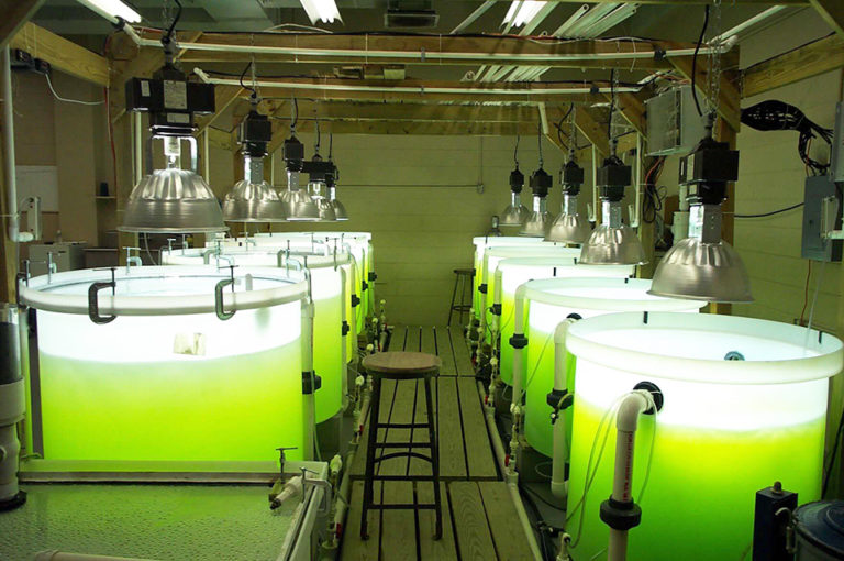Article image for Refrigeration affects fatty acid profile of microalgae