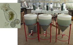 Trial finds microalgal paste suitable for rotifer nutrition