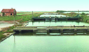Shrimp farming in Italy: Status and perspectives