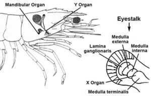 Role of hormones in shrimp growth, reproduction