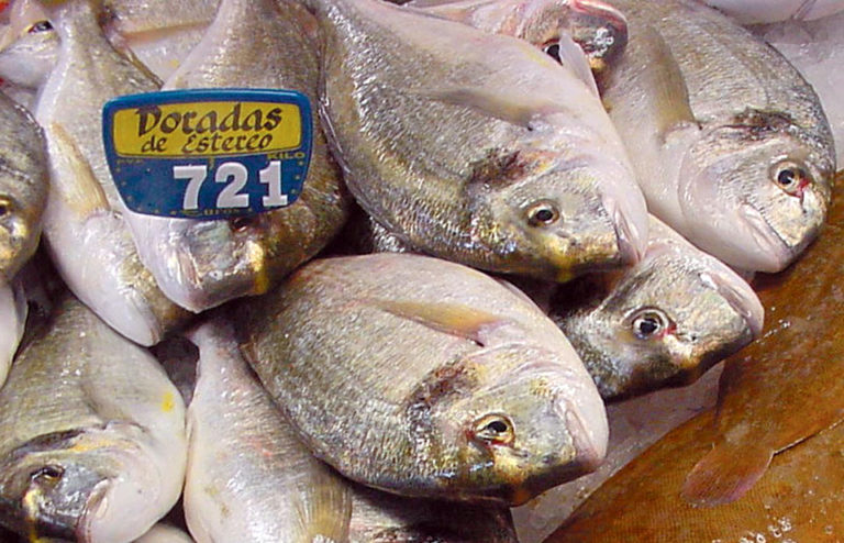 Article image for Supplemented feeds stimulate immune systems of gilthead sea bream