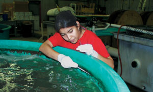 Bacterial pathogens in biofilms pose health risks in recirculating systems