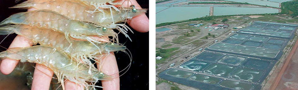 Article image for Development, implementation of shrimp health programs require integrated effort