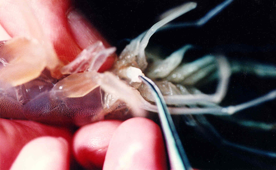 Article image for Maturation diets for male shrimp: Fresh food vs. formulated feeds