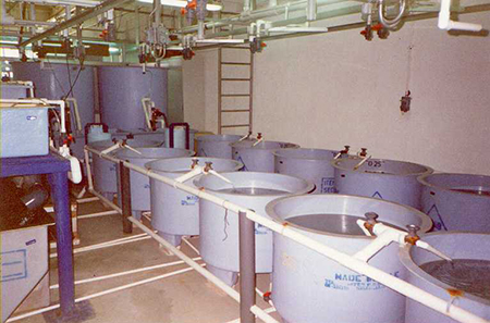 Article image for Tilapia culture in Kuwait