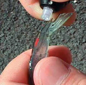 Tagging technology helps monitor shrimp performance in research, genetic improvement