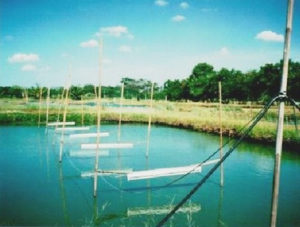 Night lighting improves tilapia production in Thailand trial