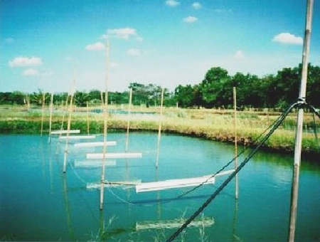 Article image for Night lighting improves tilapia production in Thailand trial