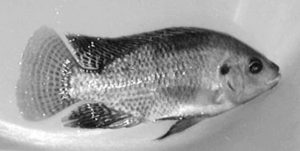 Salinity affects protein, lipid requirements of Nile tilapia broodstock