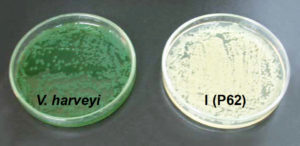 Immunostimulant qualities of probiotic bacteria