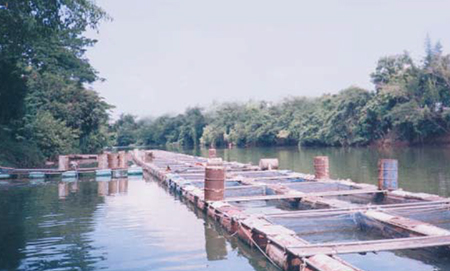 Article image for Thai study shows fatty acid profiles of tilapia vary by aquaculture system