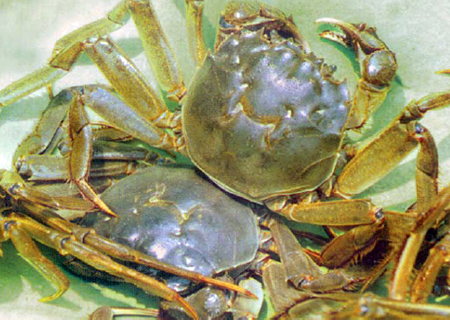 Article image for Paddy culture: Chinese mitten-handed crabs
