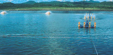 Article image for Projected cost comparison of semi-intensive, zero-exchange culture systems in Nicaragua