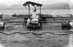 Tilapia culture in Honduras