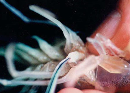 Article image for Temperature affects sperm quality in L. vannamei