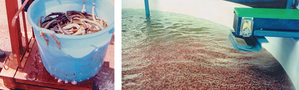 Article image for Sex-reversal technology in sustainable aquaculture