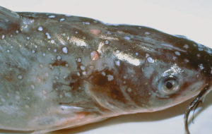 Genetic detection of bacteria improves selective breeding in channel catfish