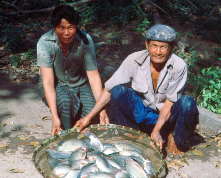 Article image for Role of tilapia in rural aquaculture