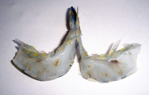Brown muscle syndrome in shrimp