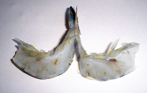 Article image for Brown muscle syndrome in shrimp
