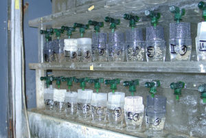 Influencing sex ratios in Nile tilapia