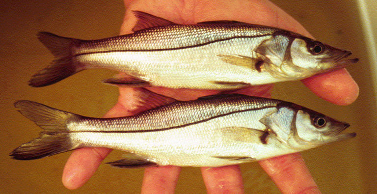 Article image for U.S. lab develops experimental larval culture methods for snook